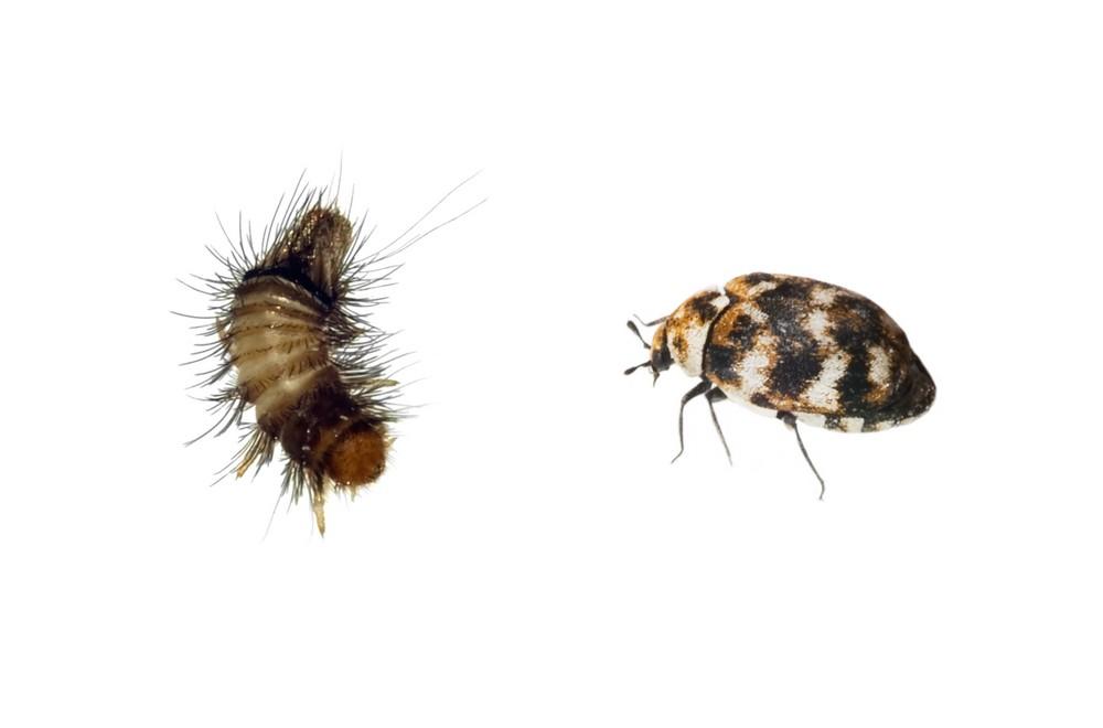 How To Get Rid Of Carpet Beetles Pest Defence - Small Black Beetles In Bathroom Uk