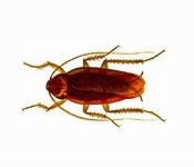 https://www.pestdefence.co.uk/wp-content/uploads/2019/04/american-cockroach.jpg