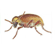 https://www.pestdefence.co.uk/wp-content/uploads/2019/04/australian-spider-beetle.jpg