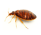 https://www.pestdefence.co.uk/wp-content/uploads/2019/04/bed-bug.jpg