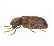 https://www.pestdefence.co.uk/wp-content/uploads/2019/04/biscuit-beetles.jpg