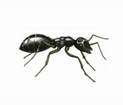 https://www.pestdefence.co.uk/wp-content/uploads/2019/04/black-ant.jpg