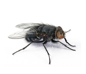 https://www.pestdefence.co.uk/wp-content/uploads/2019/04/blowflies.jpg