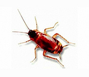 https://www.pestdefence.co.uk/wp-content/uploads/2019/04/brown-banded-cockroach.jpg