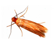 https://www.pestdefence.co.uk/wp-content/uploads/2019/04/case-bearing-moth.jpg