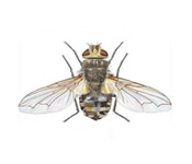 https://www.pestdefence.co.uk/wp-content/uploads/2019/04/cluster-fly.jpg