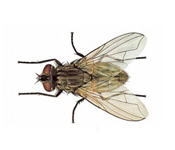 https://www.pestdefence.co.uk/wp-content/uploads/2019/04/common-house-fly.jpg