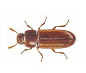 https://www.pestdefence.co.uk/wp-content/uploads/2019/04/confused-flour-beetle.jpg