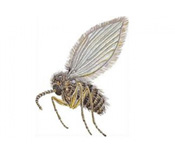 https://www.pestdefence.co.uk/wp-content/uploads/2019/04/drain-filter-flies.jpg