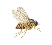 https://www.pestdefence.co.uk/wp-content/uploads/2019/04/fruit-flies.jpg