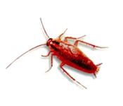 https://www.pestdefence.co.uk/wp-content/uploads/2019/04/german-cockroach.jpg