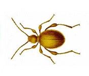 https://www.pestdefence.co.uk/wp-content/uploads/2019/04/golden-spider-beetle.jpg