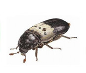 https://www.pestdefence.co.uk/wp-content/uploads/2019/04/larder-beetle-1.jpg