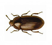 https://www.pestdefence.co.uk/wp-content/uploads/2019/04/lesser-beetle.jpg