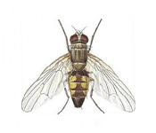 https://www.pestdefence.co.uk/wp-content/uploads/2019/04/lesser-house-fly.jpg