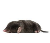 https://www.pestdefence.co.uk/wp-content/uploads/2019/04/mole.jpg