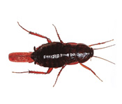 https://www.pestdefence.co.uk/wp-content/uploads/2019/04/oriental-cockroach.jpg
