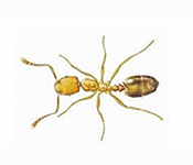 https://www.pestdefence.co.uk/wp-content/uploads/2019/04/pharaoh-ants.jpg