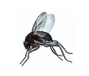 https://www.pestdefence.co.uk/wp-content/uploads/2019/04/phorid-fly.jpg