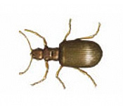 https://www.pestdefence.co.uk/wp-content/uploads/2019/04/plaster-beetle.jpg