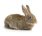 https://www.pestdefence.co.uk/wp-content/uploads/2019/04/rabbit.jpg