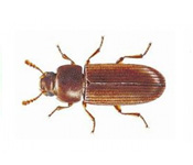 https://www.pestdefence.co.uk/wp-content/uploads/2019/04/red-rust-beetle.jpg