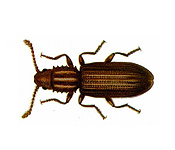 https://www.pestdefence.co.uk/wp-content/uploads/2019/04/saw-toothed-grain-beetle.jpg