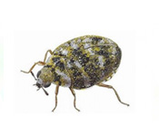 https://www.pestdefence.co.uk/wp-content/uploads/2019/04/varied-carpet-beetle.jpg