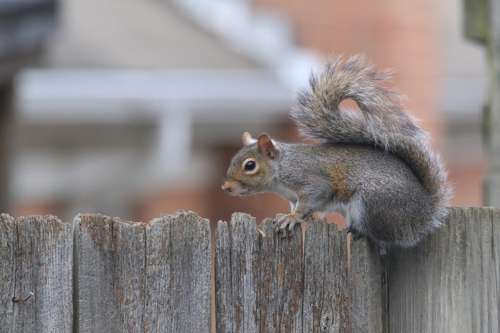 squirrel control by pest defence