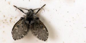 flies infestation moth