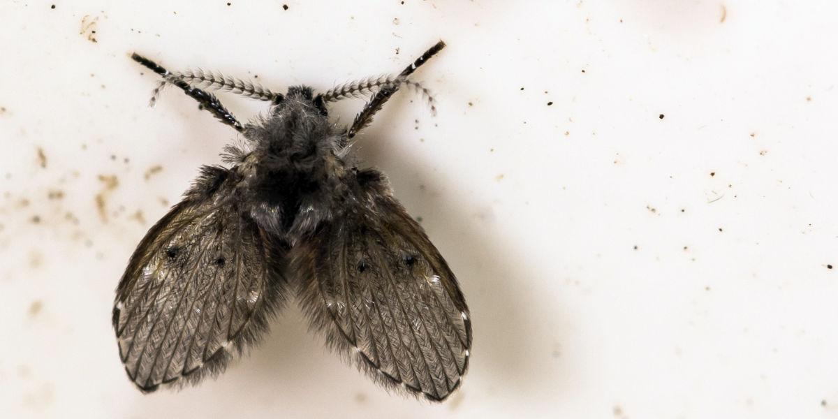 How To Get Rid Of Drain Flies Moth And Prevent An Infestation Pest Defence - Small Black Insects In Bathroom Uk