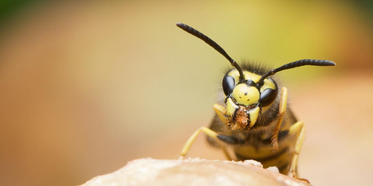 German wasp Vespula Germanica