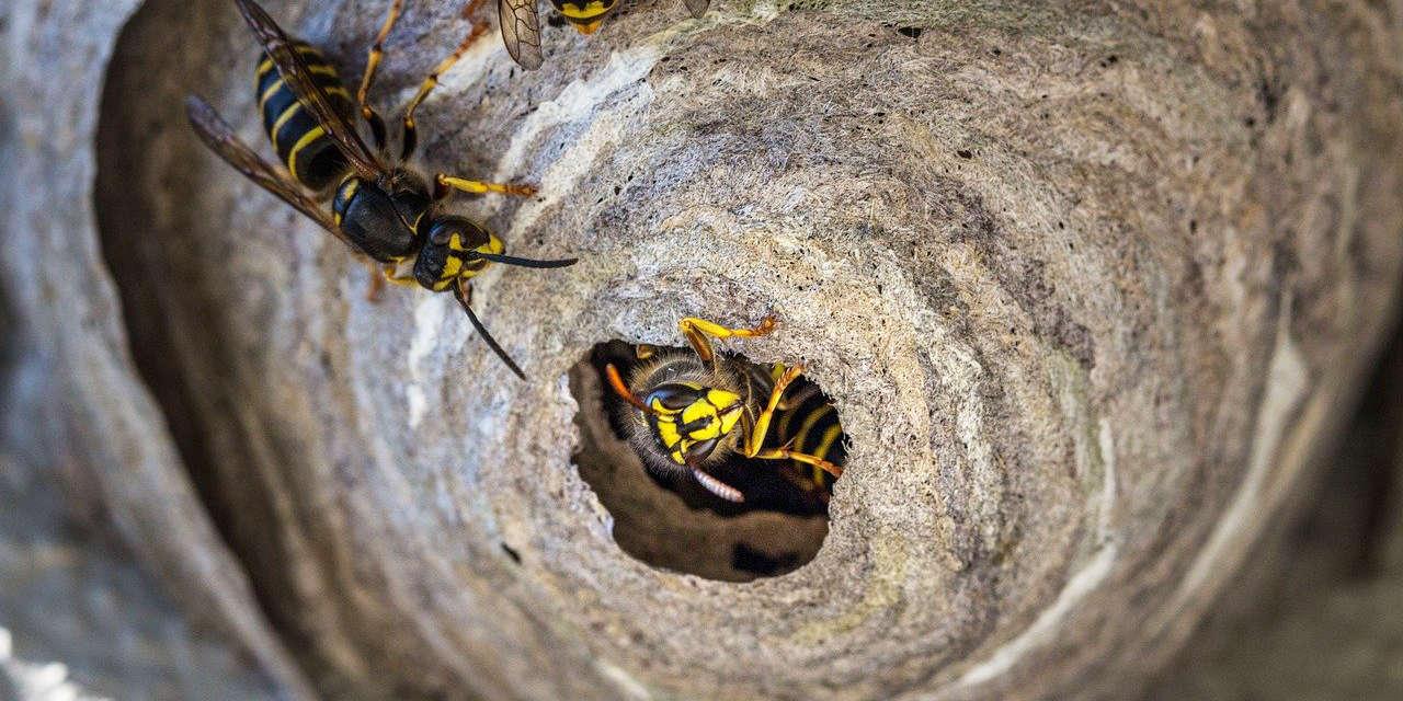 how to get rid of wasp nests