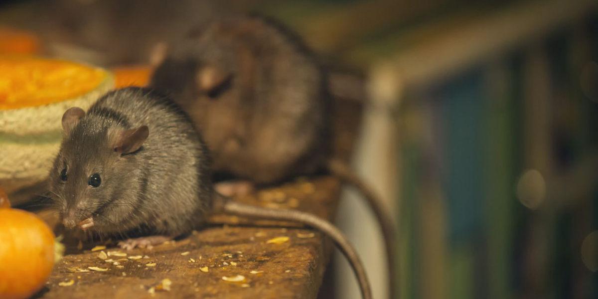  rats and mice in home