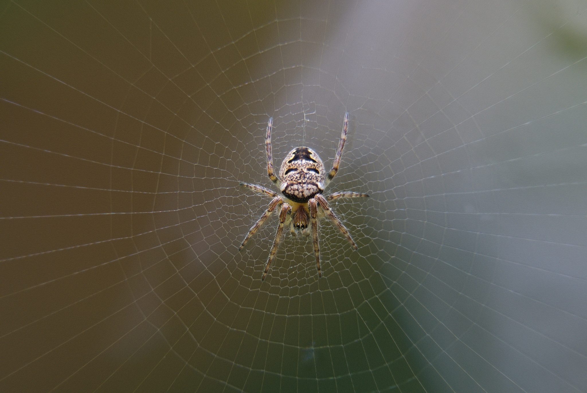 10 Common House Spiders Found in the UK | Pest Defence