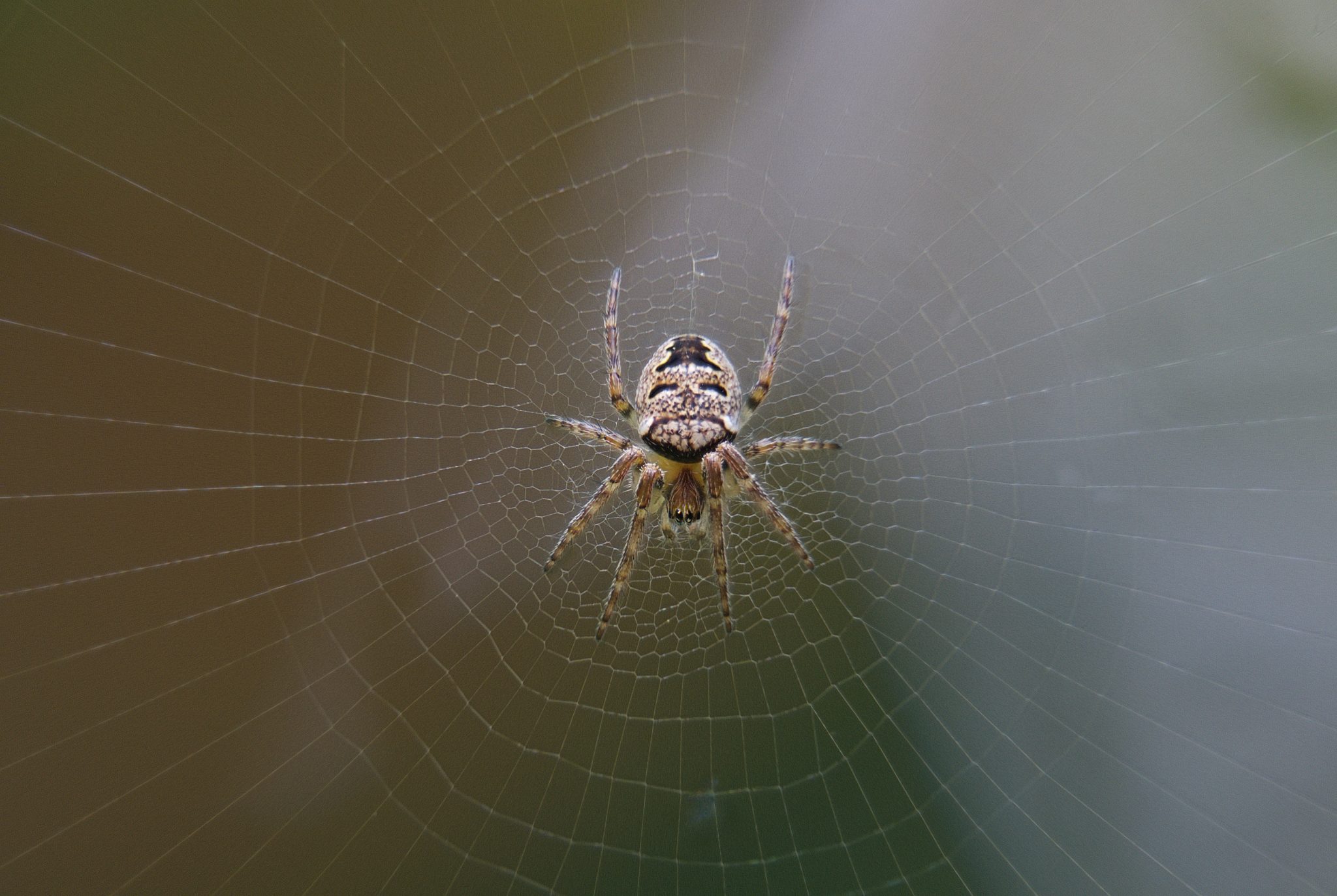 What Happens To Spiders In The Winter?