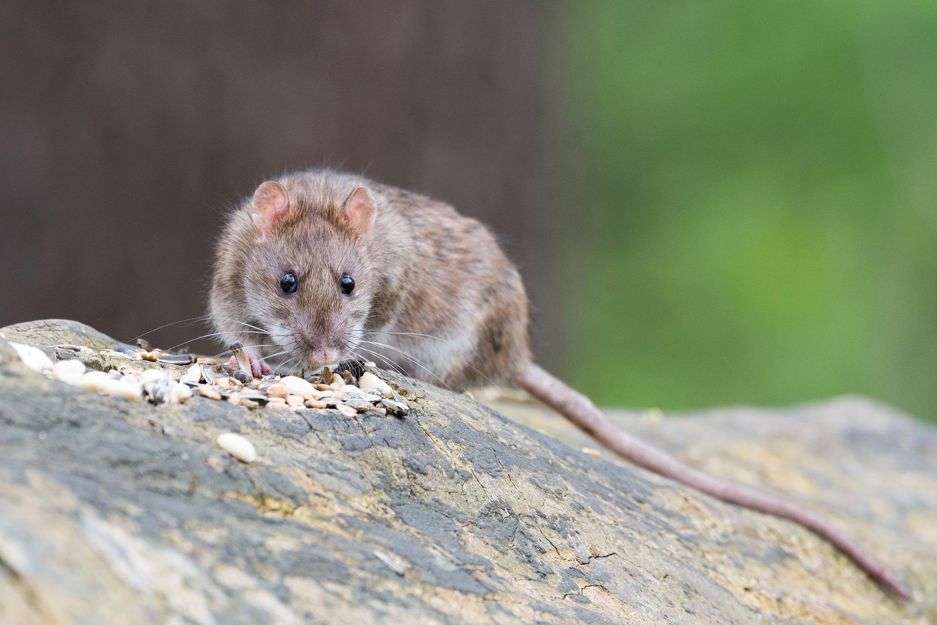 Common brown rats in UK