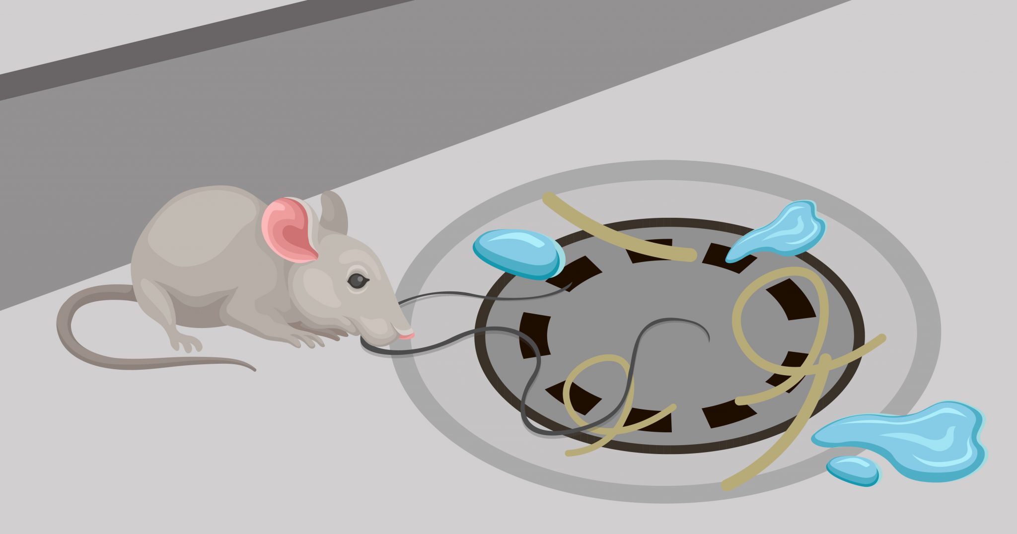 Not having drains professionally cleaned can encourage pests such as rats