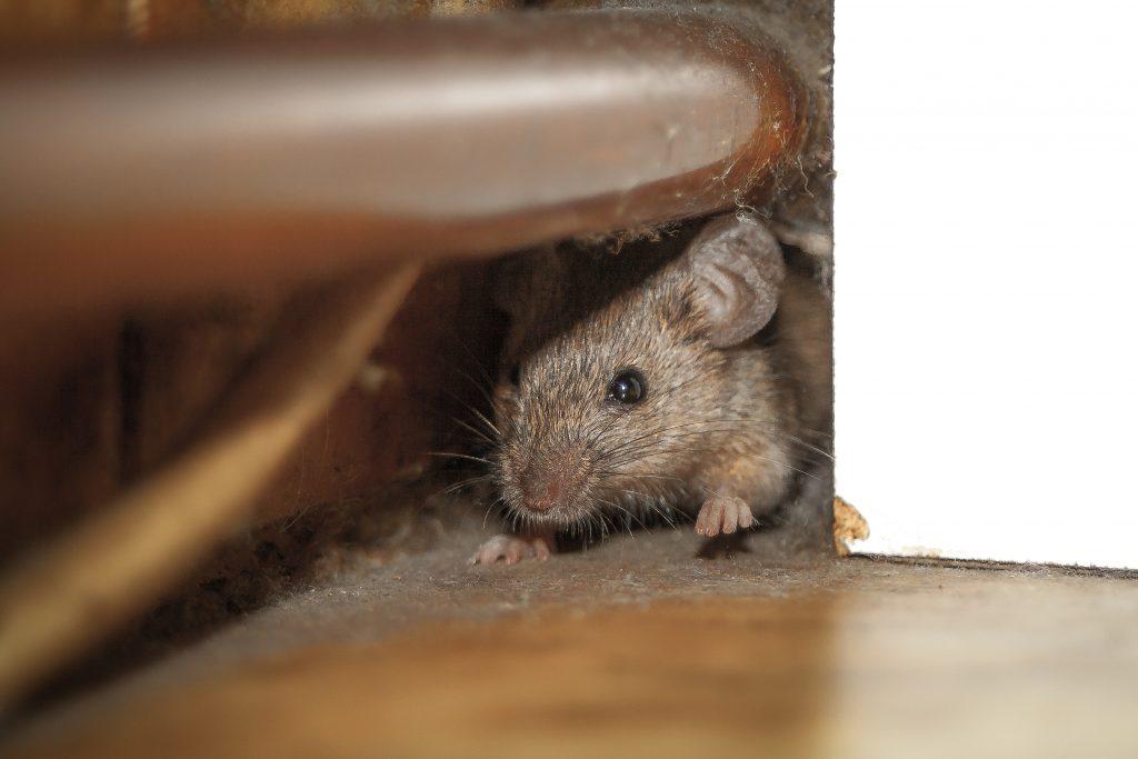 Mice can be prevented by avoiding things that attracts pests