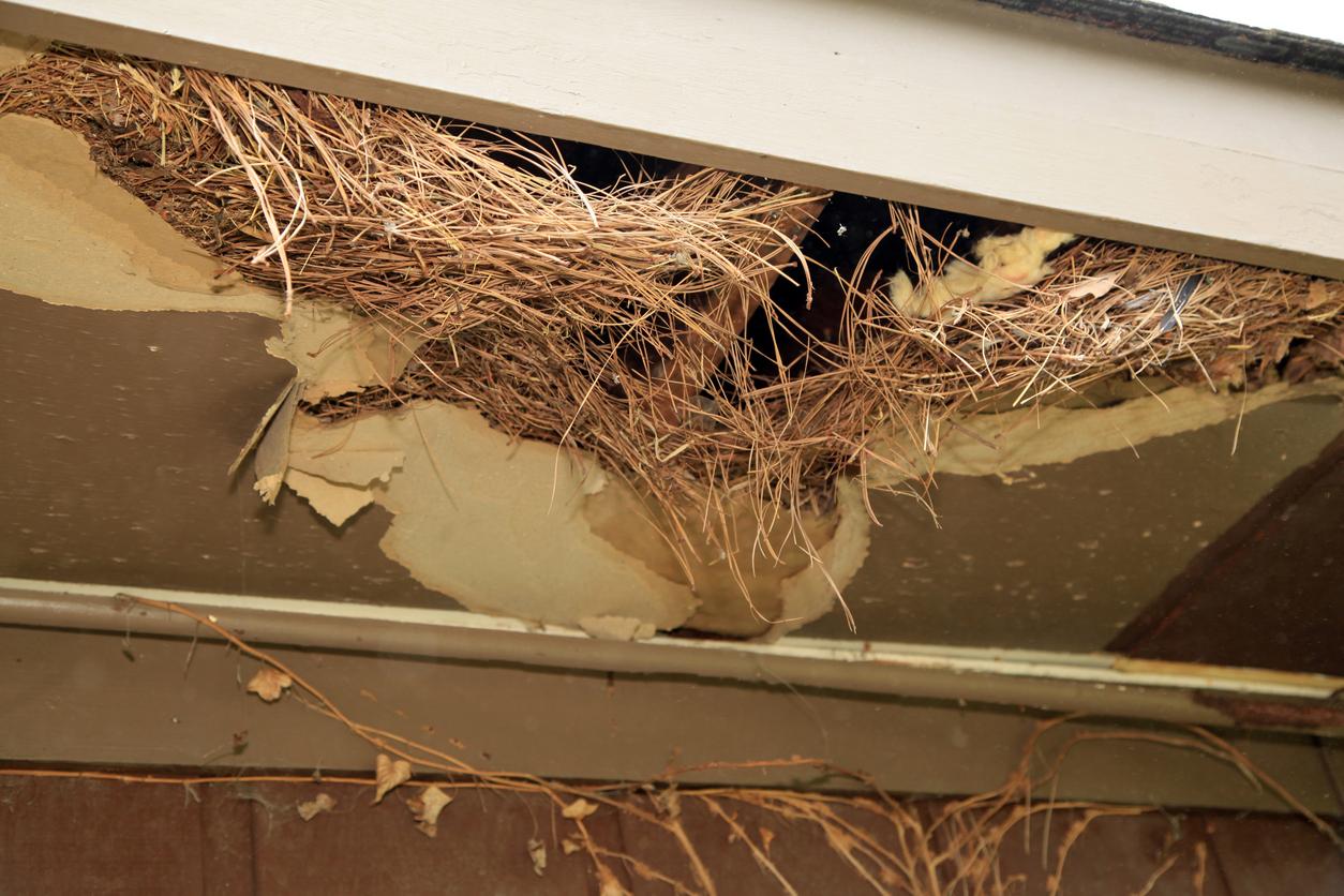 What happens if you disturb a rats nest?