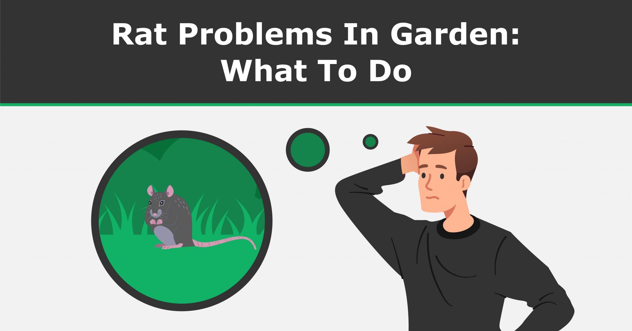 Rat problems in garden