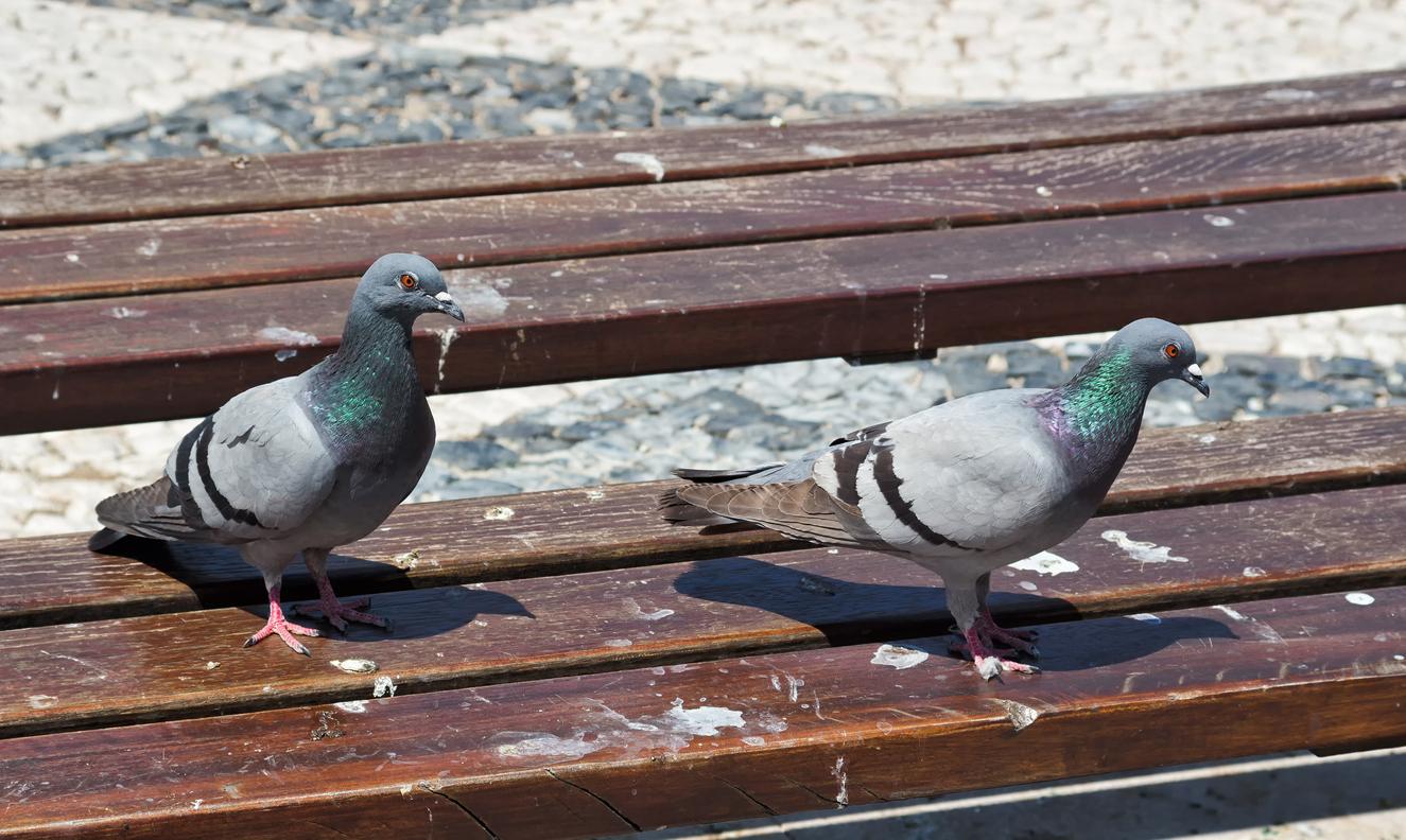 Is pigeon guano hazardous?