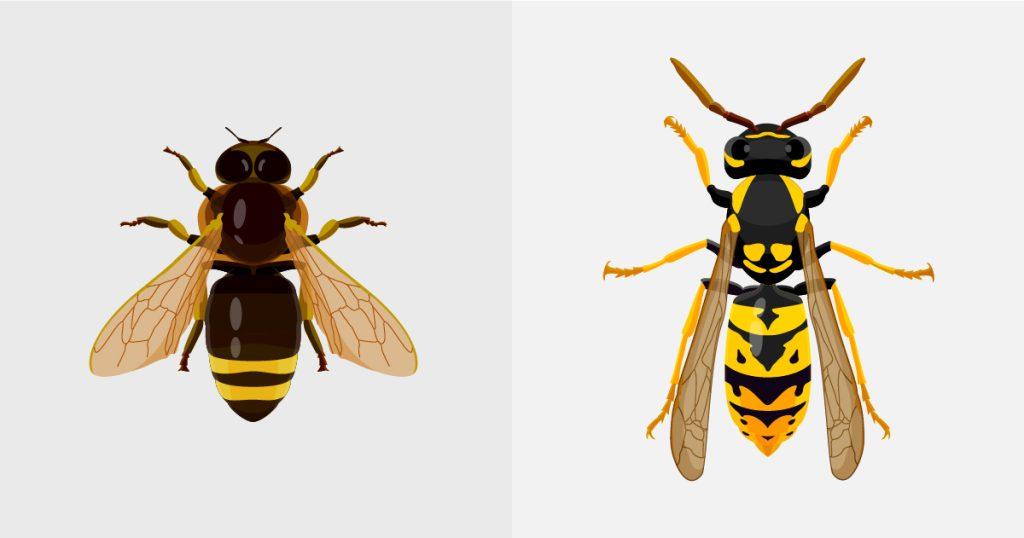 Difference in body between a hoverfly and wasp - Pest Defence