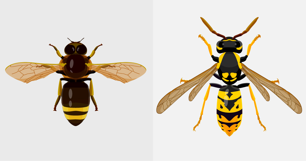 Difference in wings between hoverfly and wasp - Pest Defence