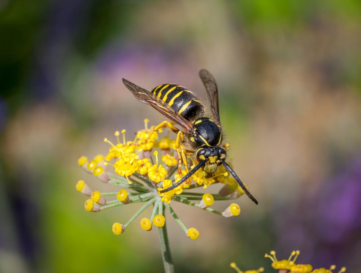 Wasp vs hoverfly
