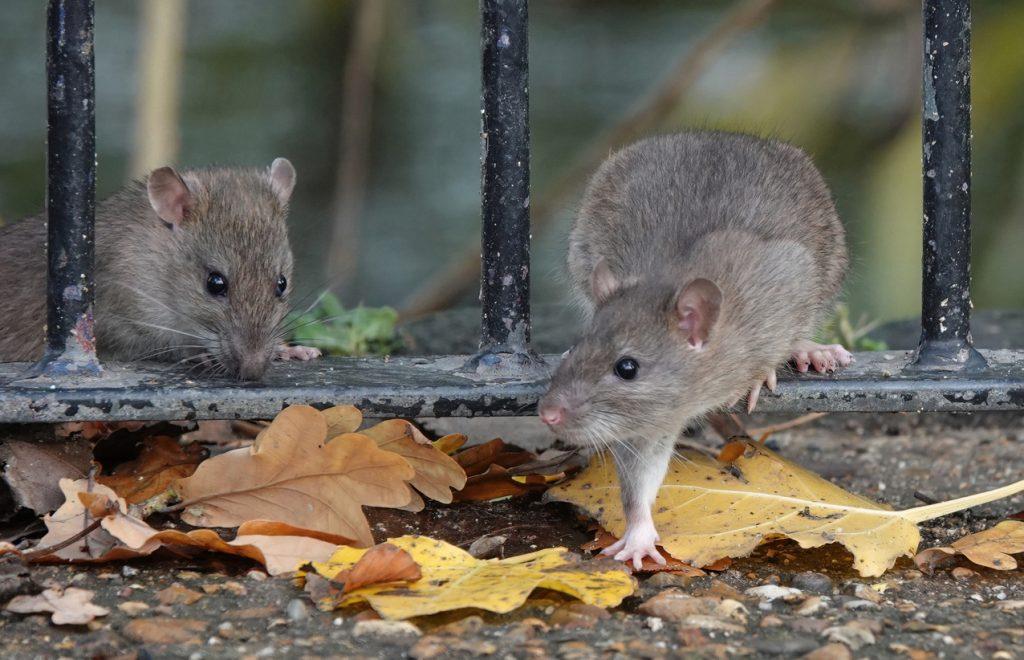 What are the signs of a bad mouse infestation?