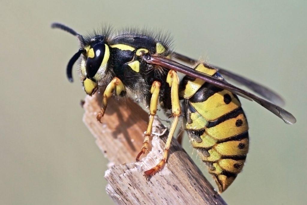 How to treat a wasp sting