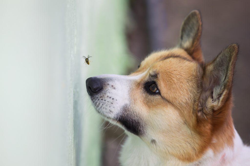 What to do if your pet is stung by a wasp