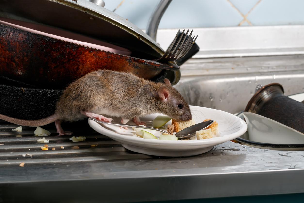 How do mice spread disease?