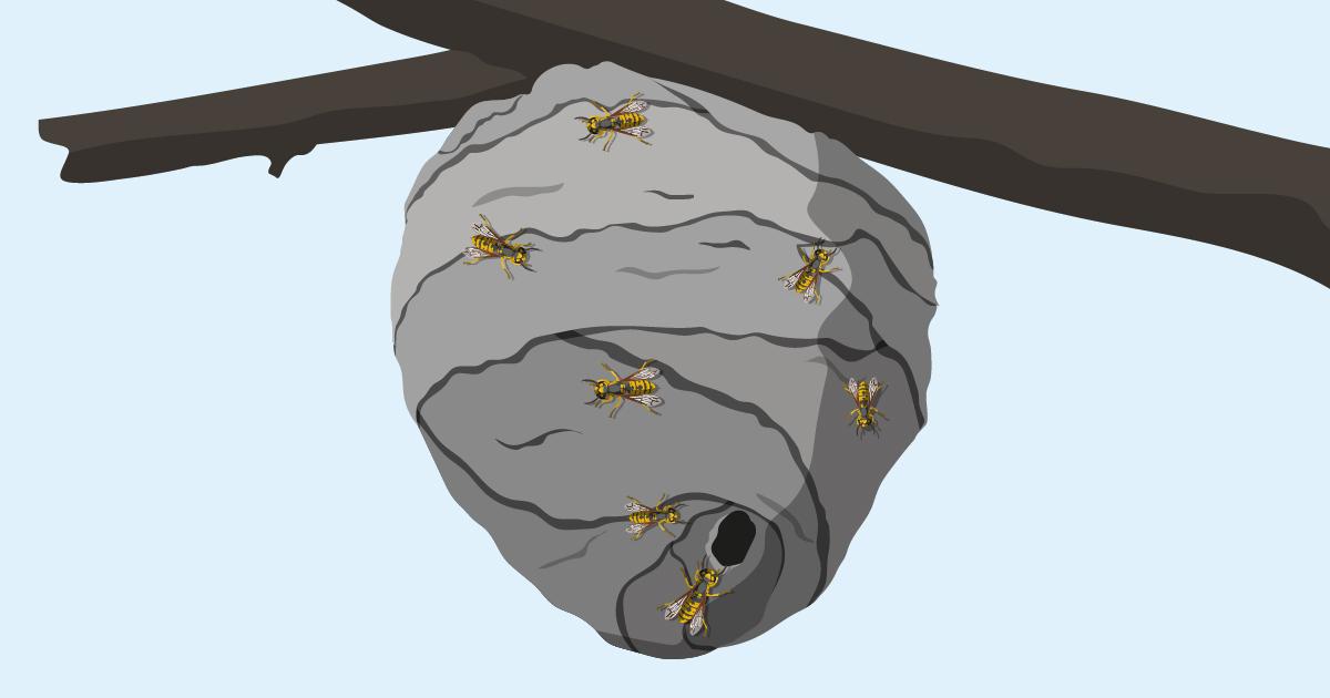 What does a wasp nest look like?